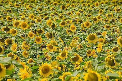 MOD作者发威 让初代《古墓丽影》在GBA掌机上运行